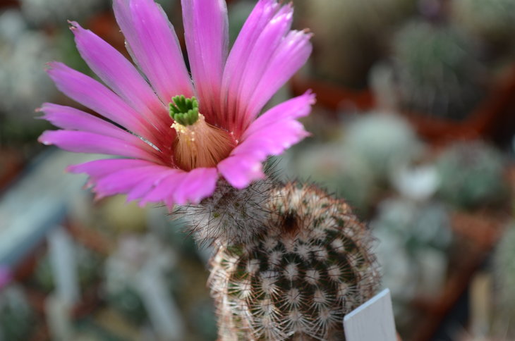 Echinocereus Reichenbachii var. Perbellus
