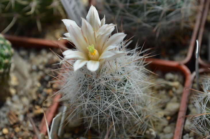 Escobaria bella