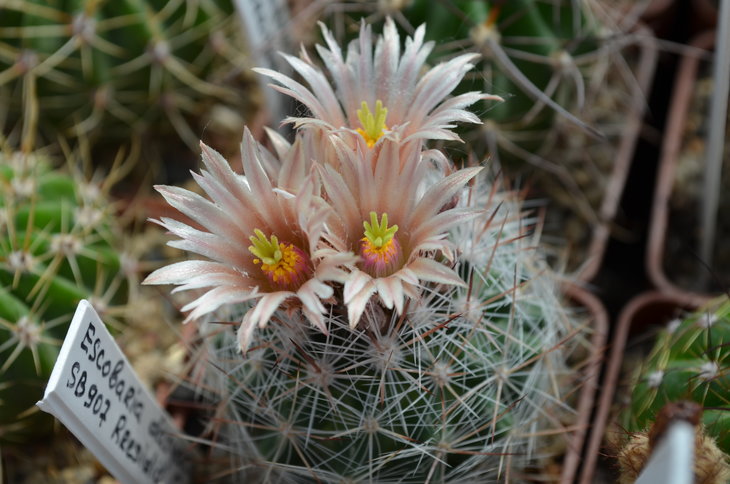 Escobaria Dasyacantha