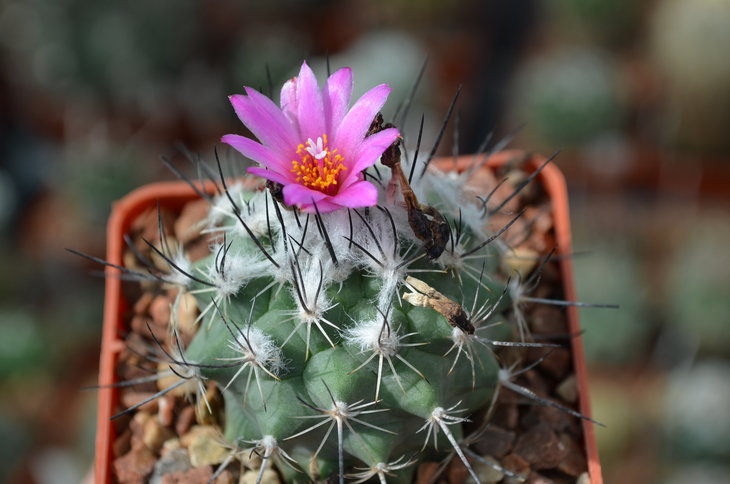 Gymnocactus Viereckii