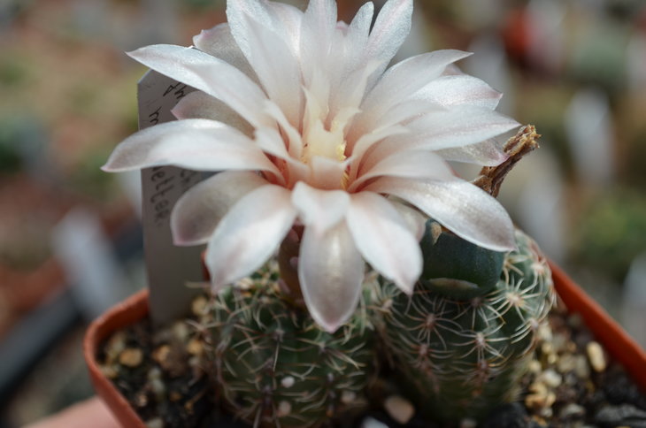 Gymnocalycium Bruchii var. Matznetteri