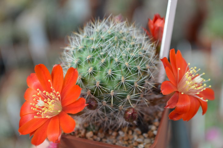 Lobivia Steinmannii var. Christinae