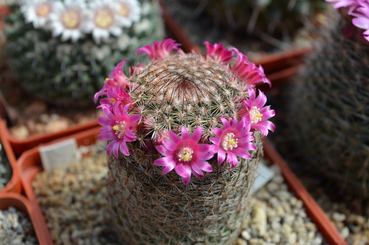 Mammillaria Matudae