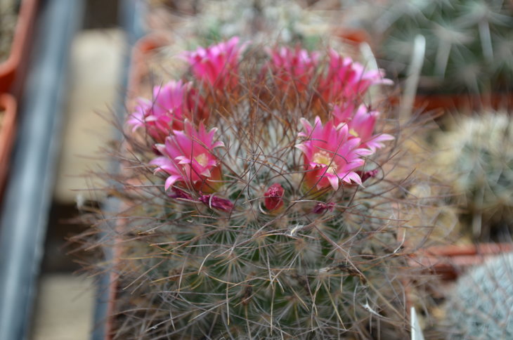 Mammillaria sp.