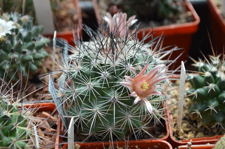 Mammillaria Zeyeriana