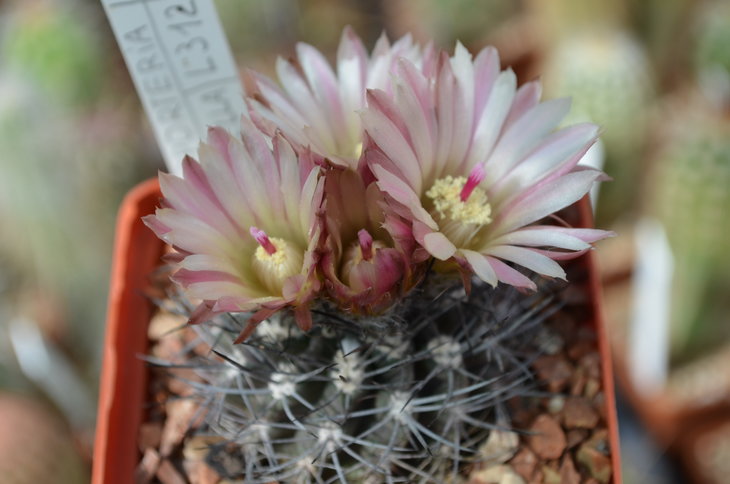 Neoporteria Pulchella