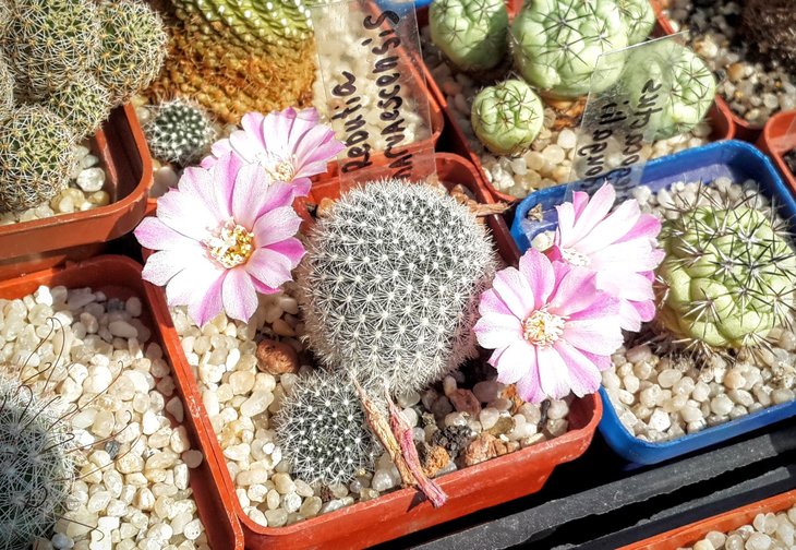 Rebutia narvaecensis