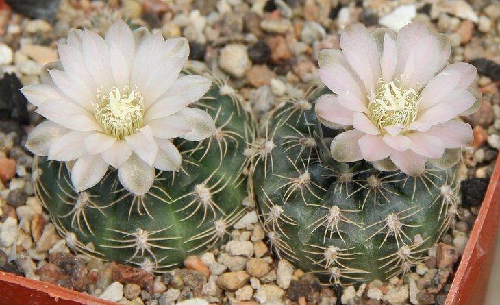 Gymnocalycium bruchii HgR05-02 La Cumbre -Ascochina 1463m  Bercht2038