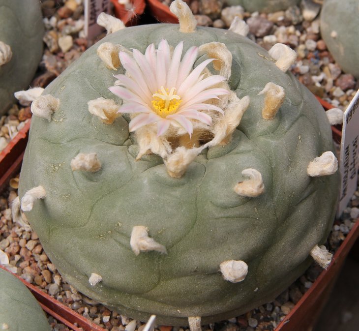 L.diffusa  семена с пометкой Чехия