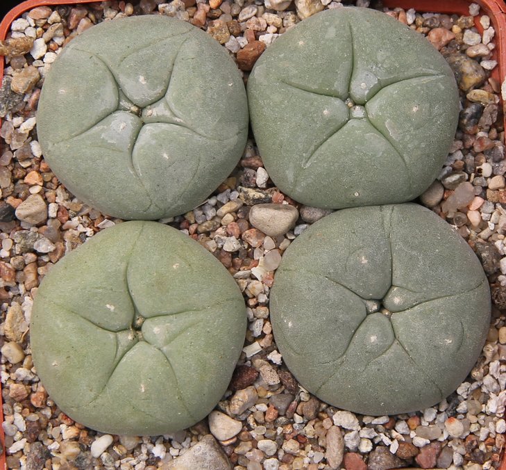 L.diffusa KMR146