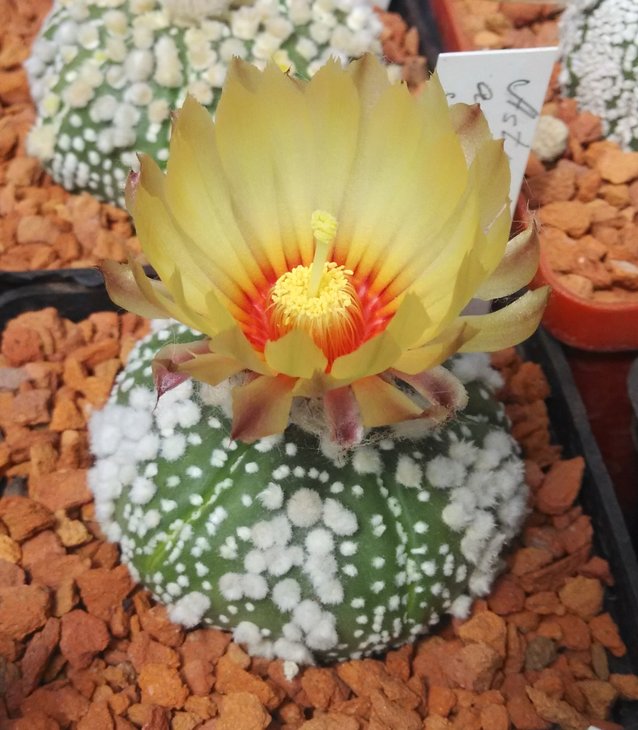 A.asterias Hanazono