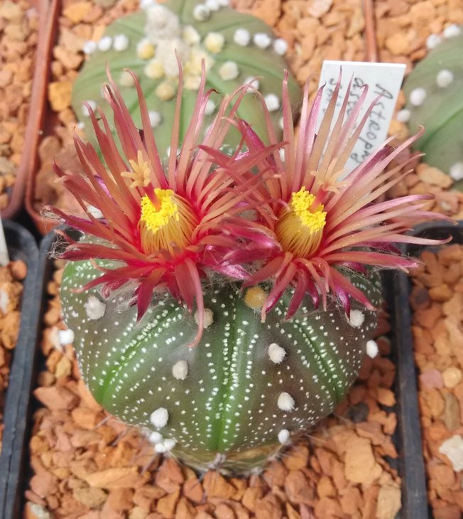 A.asterias Shinshawa (Shiowa)