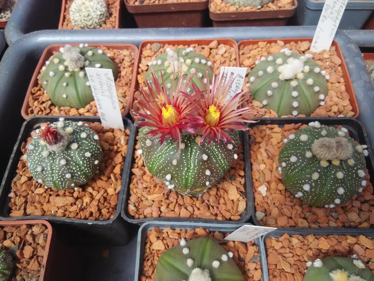 A.asterias Shinshawa (Shiowa) рядок 3 шт.
