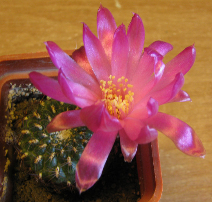 Sulcorebutia mentosa HS52