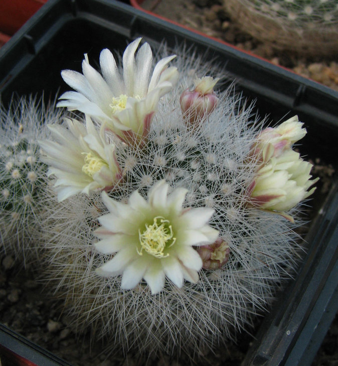 Mammillaria schwarzii