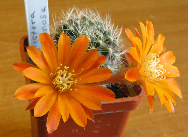 Aylostera pulvinosa