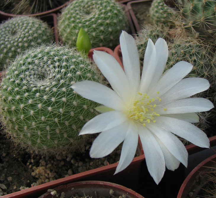 Rebutia krainziana v. albiflora