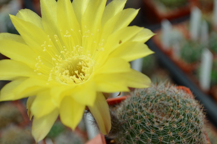 Lobivia Aurea var. Leucomalla