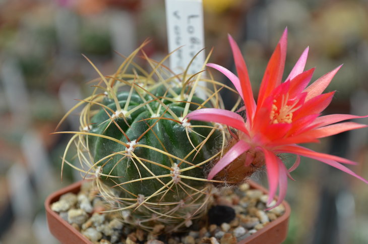 Lobivia Maximiliana var. Aureosenilis