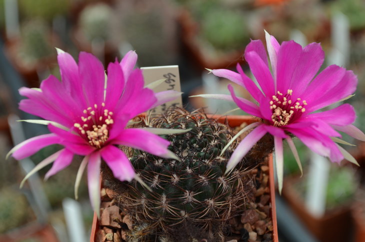 Lobivia Tiegeliana var. Castanea