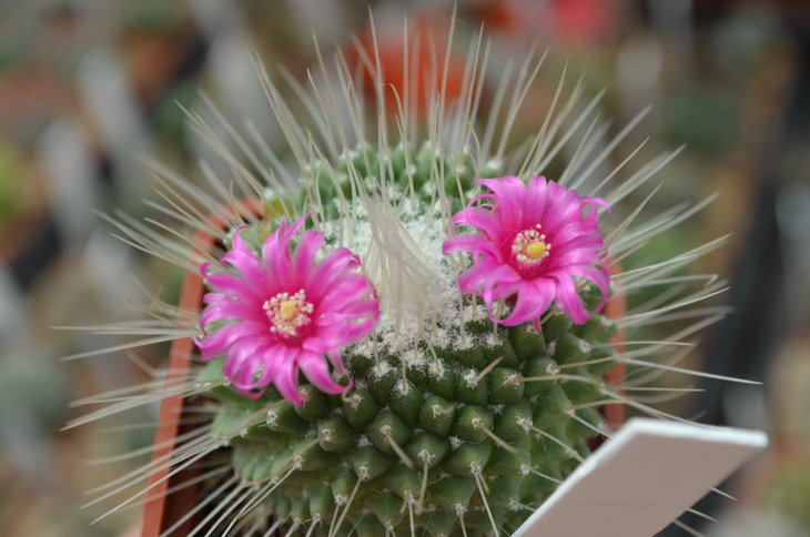 Mammillaria Spinnosissima Uno Piko