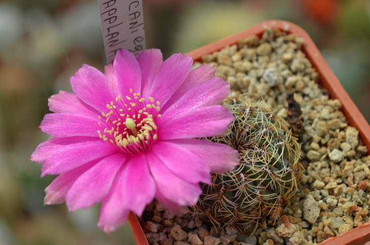 Sulcorebutia canniegurallii var. applanata