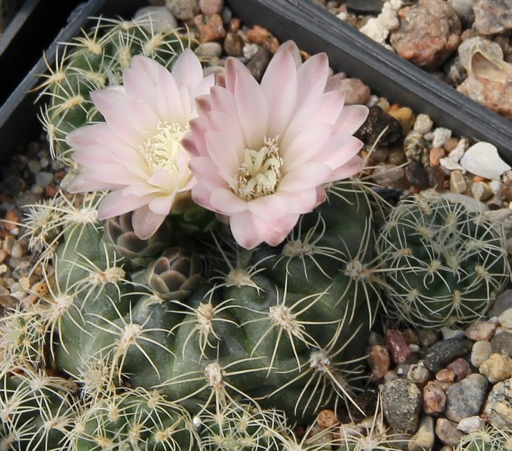 Gymnocalycium bruchii implexum VG524 Sa Chica 1406m   KK337.269..