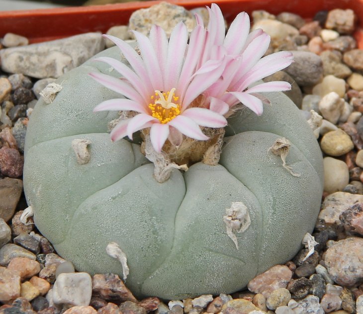 L.fricii decipiense San Pedro Coah, от Habermann..