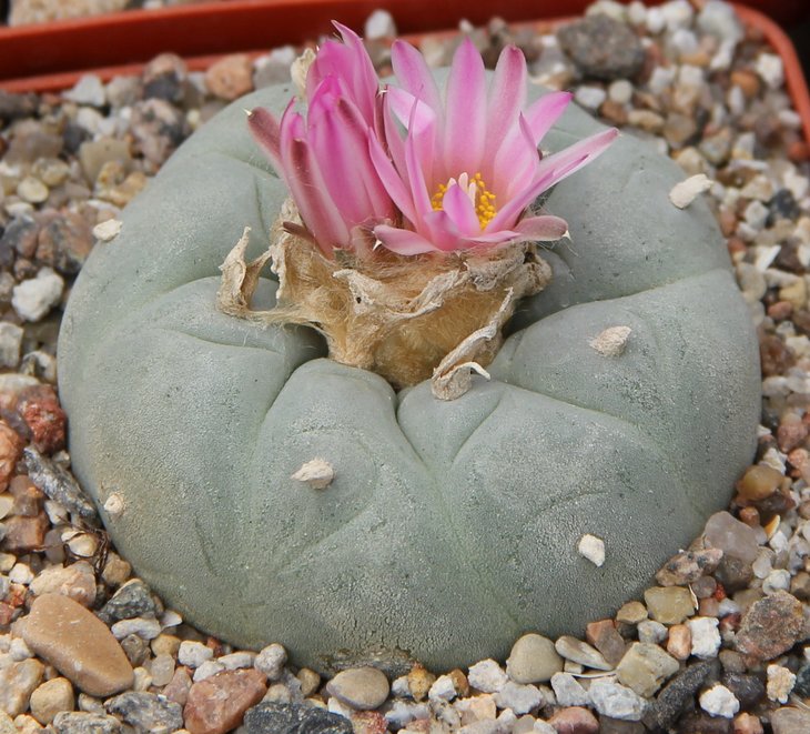 L.fricii decipiense San Pedro Coah, от Habermann..