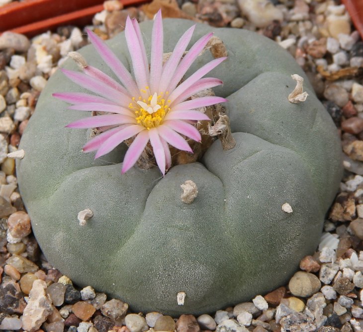 L.fricii decipiense San Pedro Coah, от Habermann..