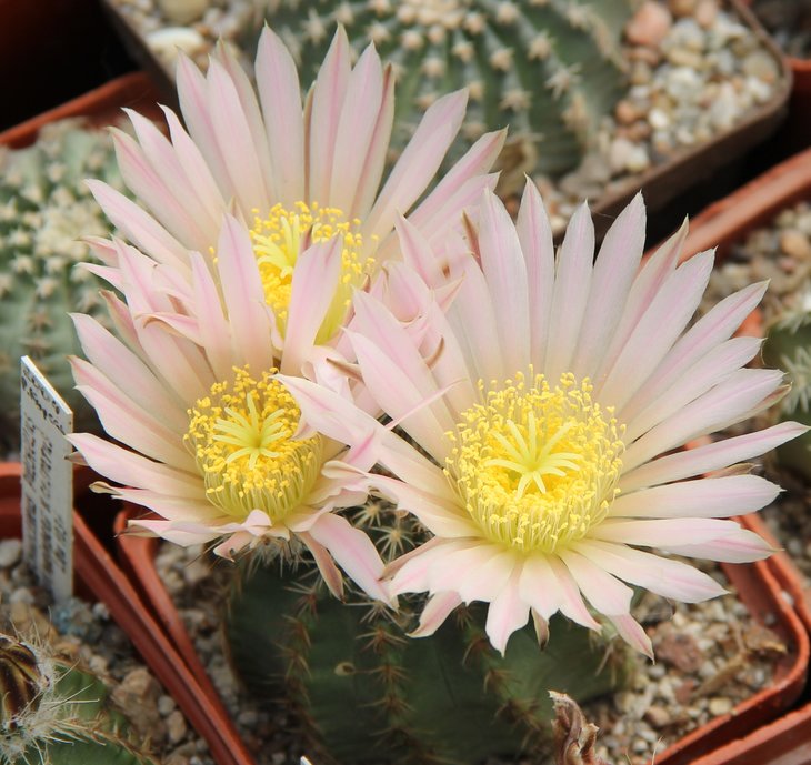 Echinocereus pulchelus weinbergii L1035