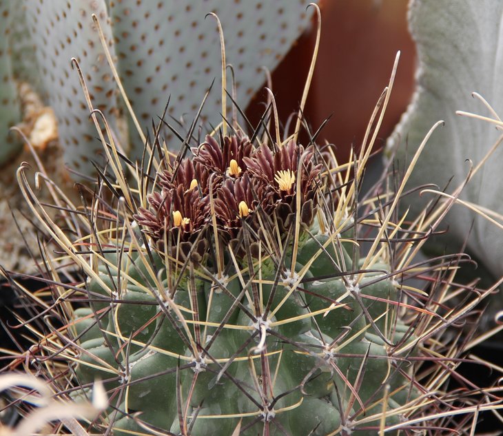 Glandulicactus uncinatus DJF615