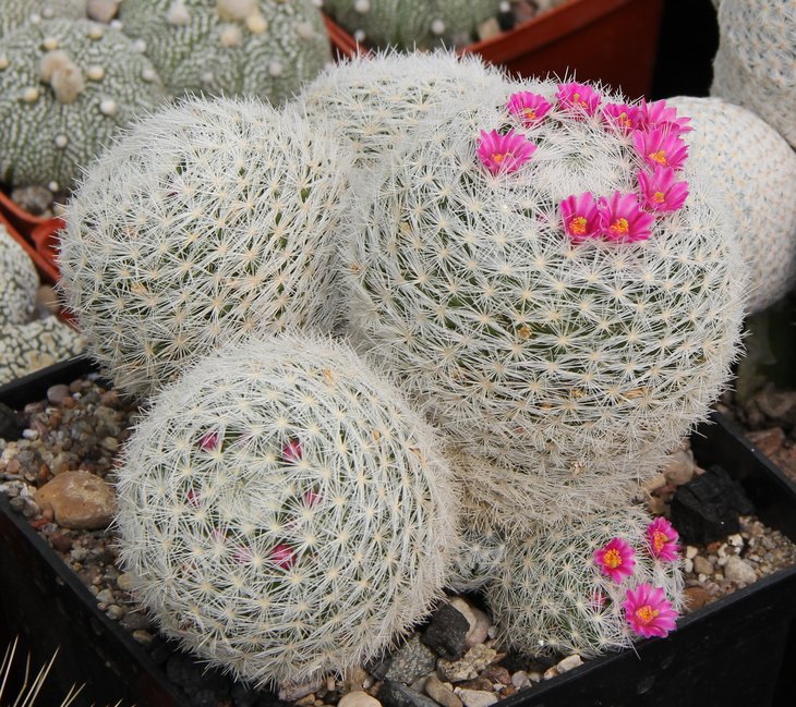 Mammillaria humboldtii.