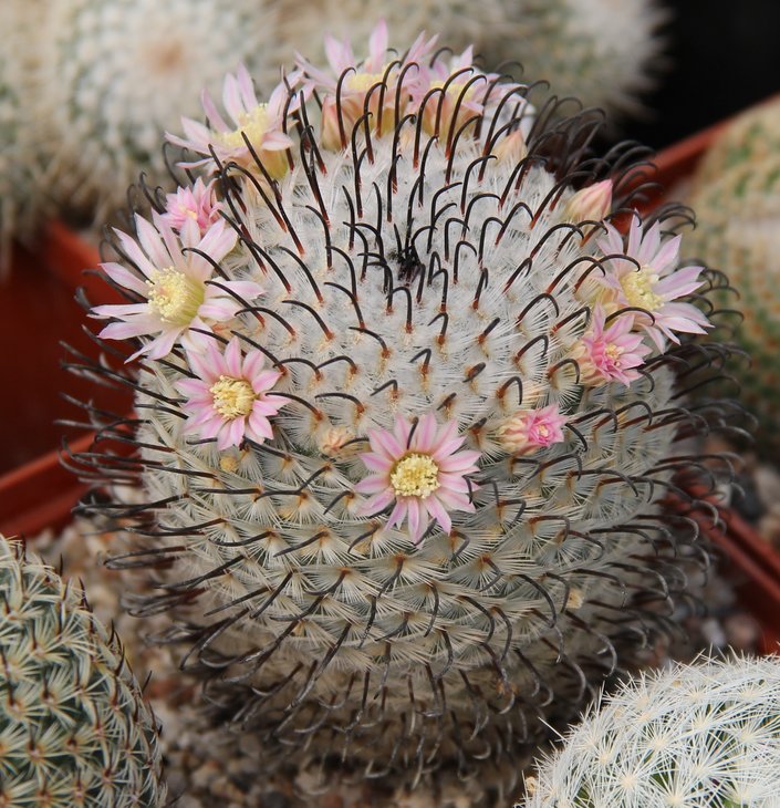Mammillaria peresdelarosae