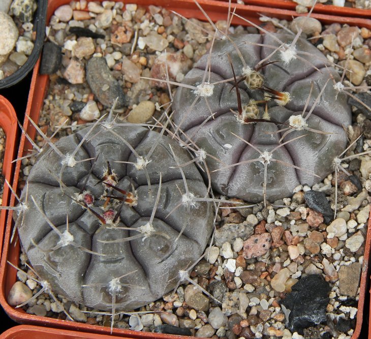 Gymnocalycium striglianum aeneum VG407.2  KK335.487