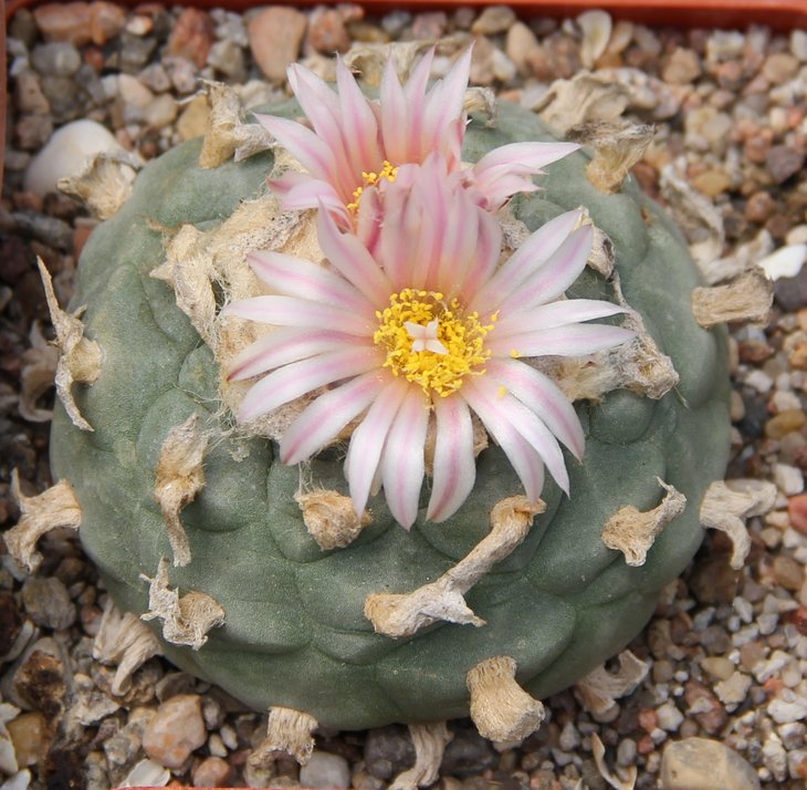 L.kohresii
