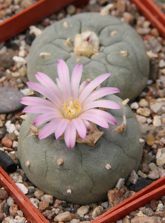 L.sp.Jourdaniana