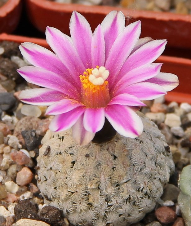 Turbinicarpus valdezianus