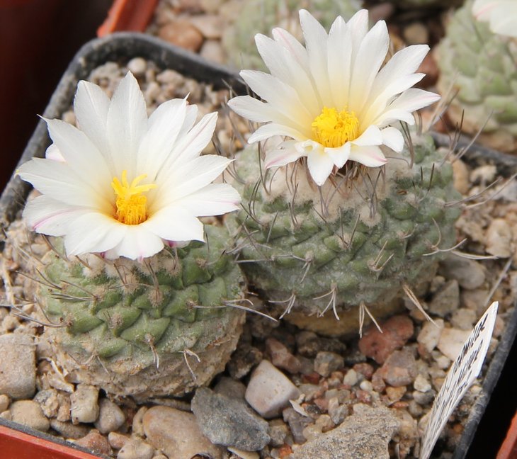 Stromboactus disciformis jarmilae PP362 Vizzaron road to Jalpan Quer.  Pavlicek№5346.4