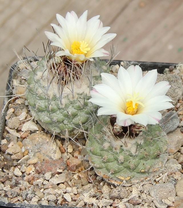 Stromboactus disciformis jarmilae PP362 Vizzaron road to Jalpan Quer.  Pavlicek№5346.4