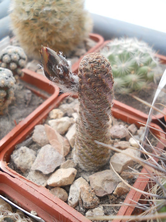 Lobivia pygmea v.minor R630