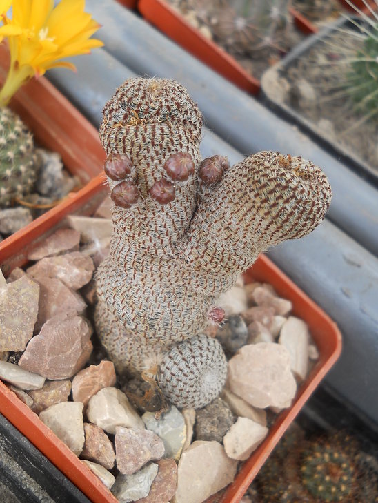 R.heliosa