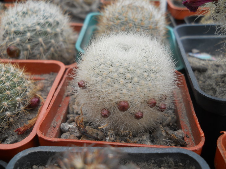Aylostera albipilosa