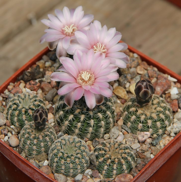 Gymnocalycium bruchii pawlovsky GN751.3147   KK337.4