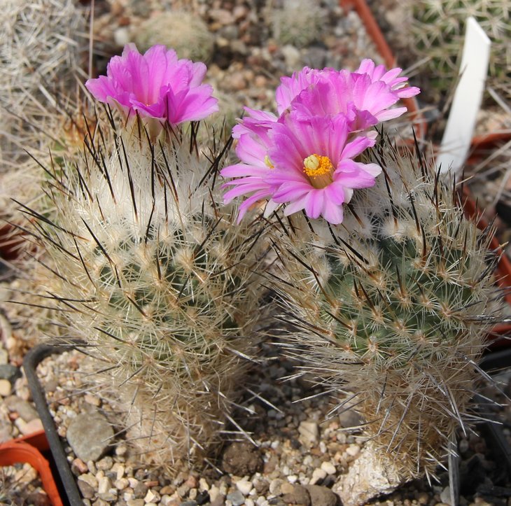 Gymnocactus subteraneus