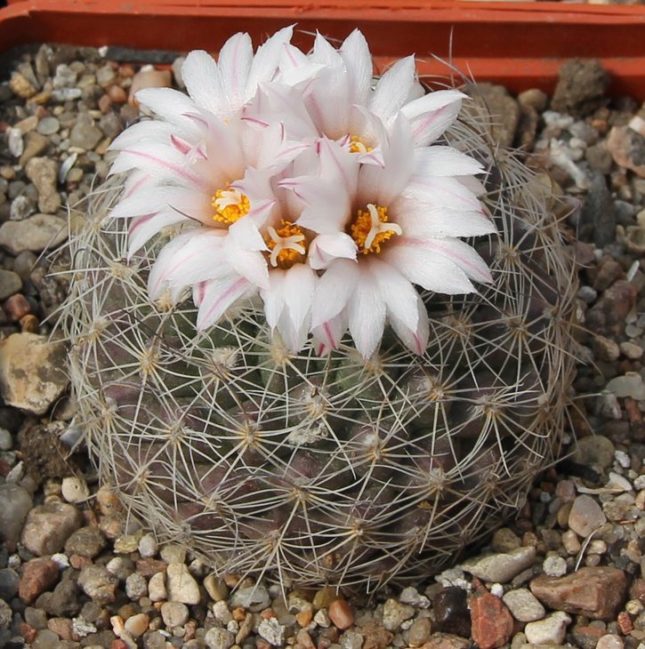 Gymnocactus saueri nellisae