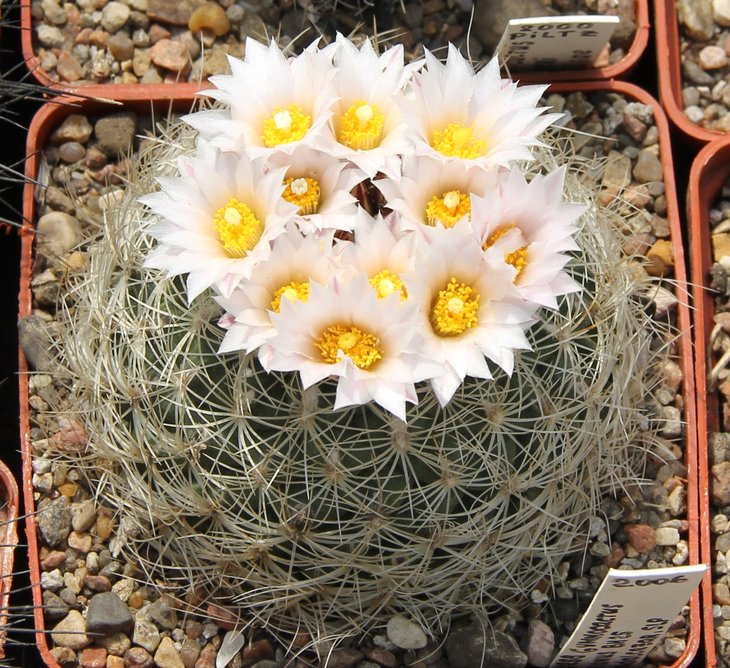 Gymnocactus knuthianus BZ25