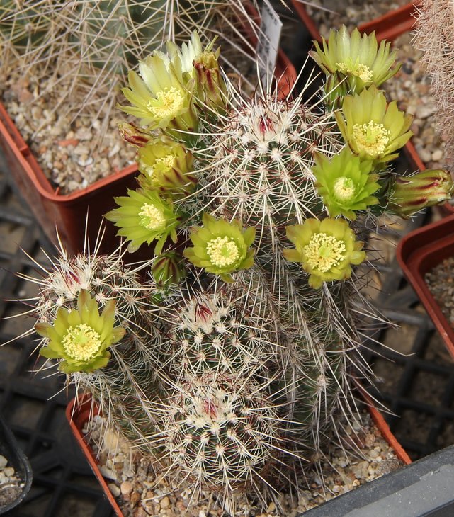 Echinocereus viridiflorus