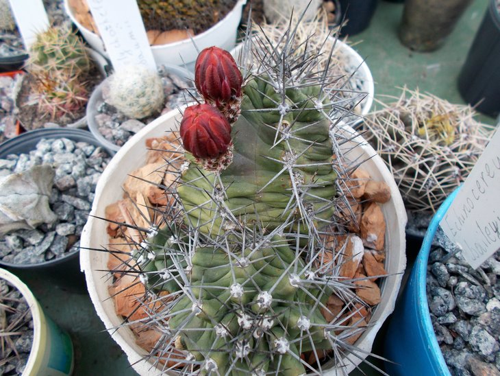 Echinocereus aff triglochidiatus .jpg