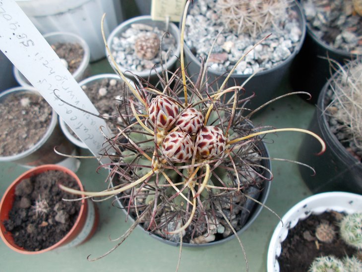 Glandulicactus uncinatus v wrightii SB 404 .jpg